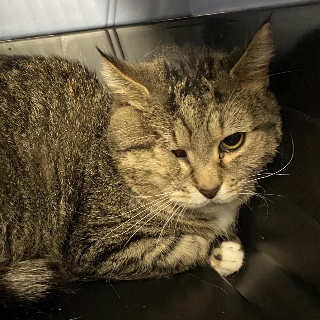 Enlarge Snap, a Adoptable Domestic Short Hair in Allentown, PA image 2/3