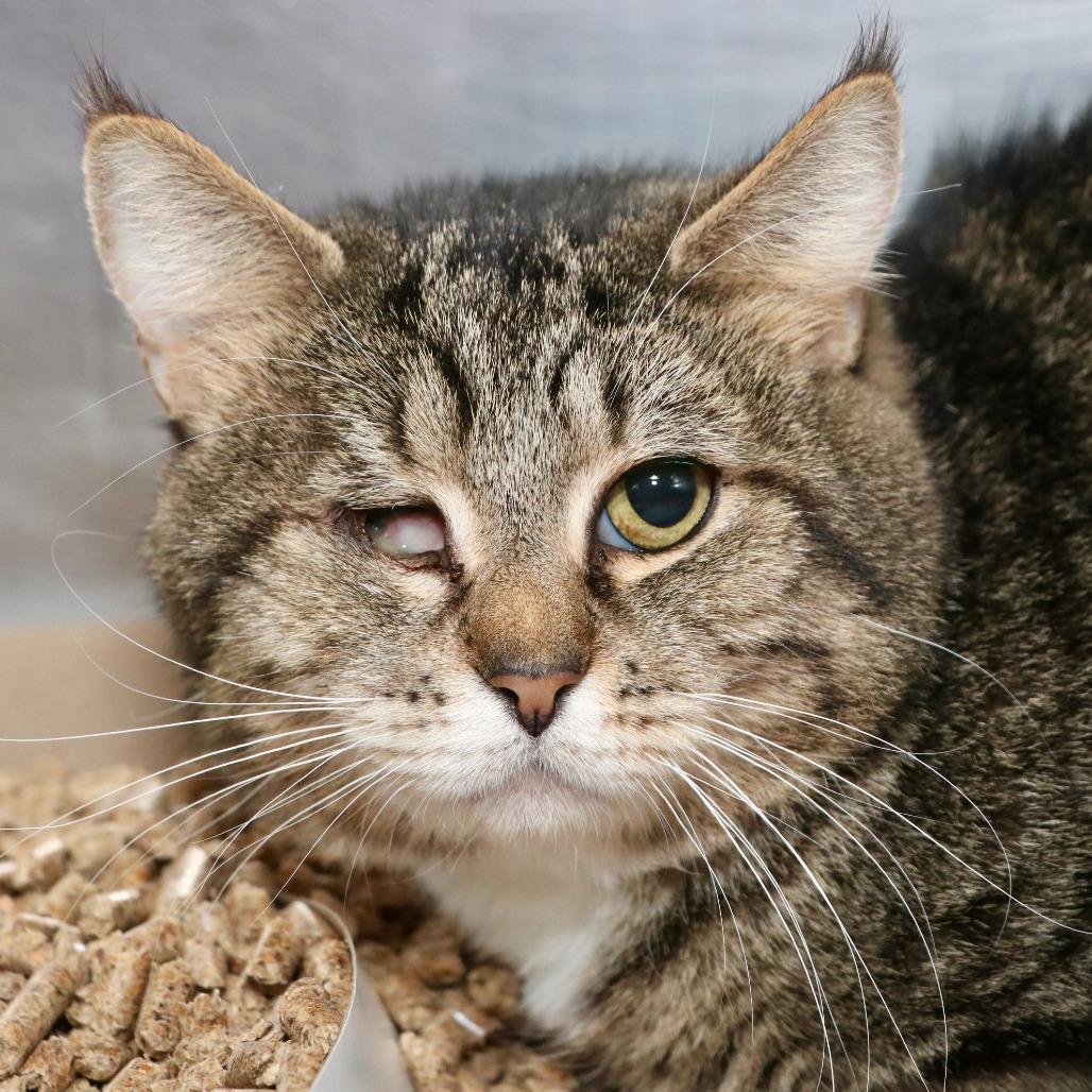 Enlarge Snap, a Adoptable Domestic Short Hair in Allentown, PA image 3/3