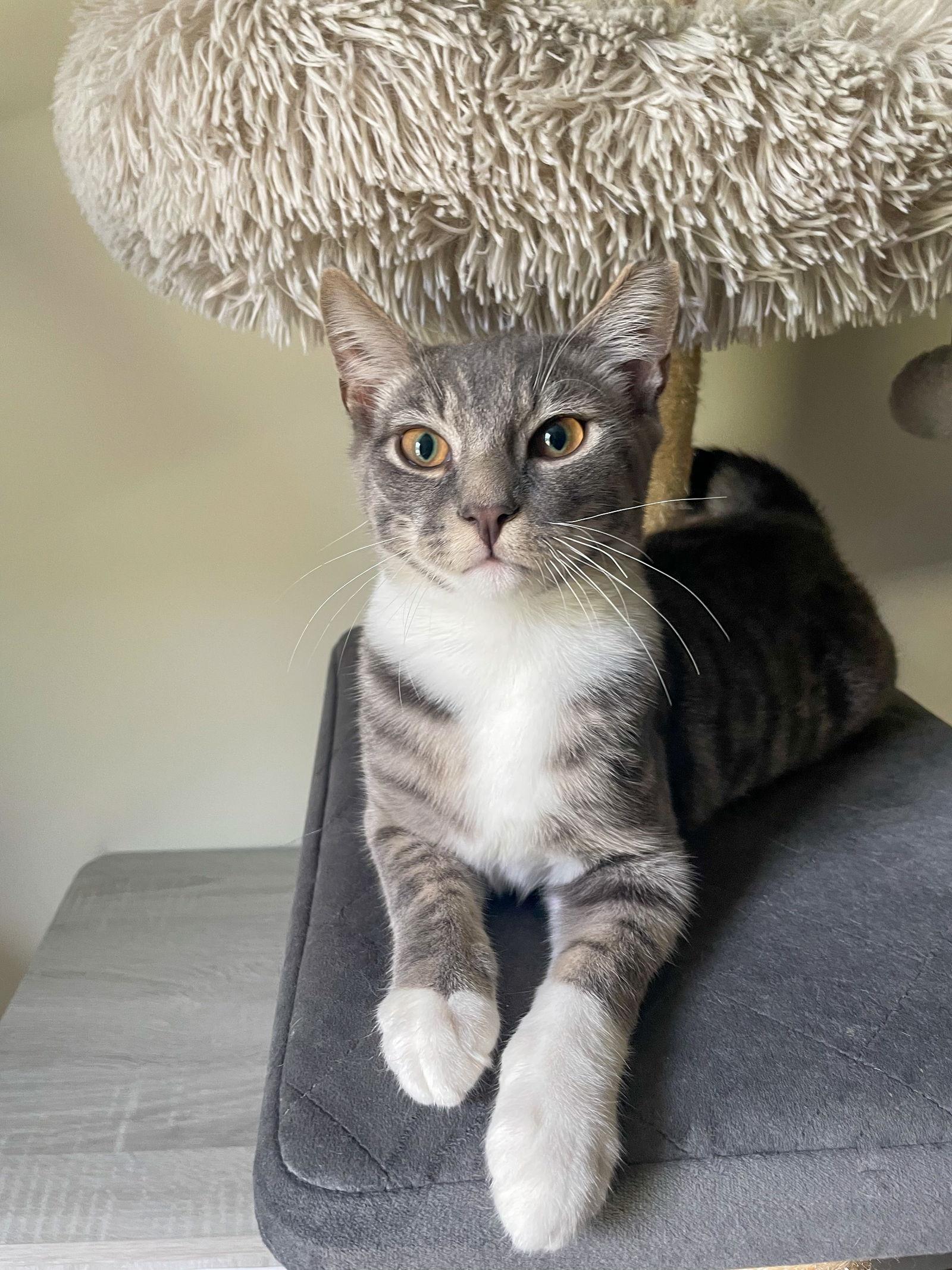 Biscuit, Adoptable, Young Male Domestic Short Hair.