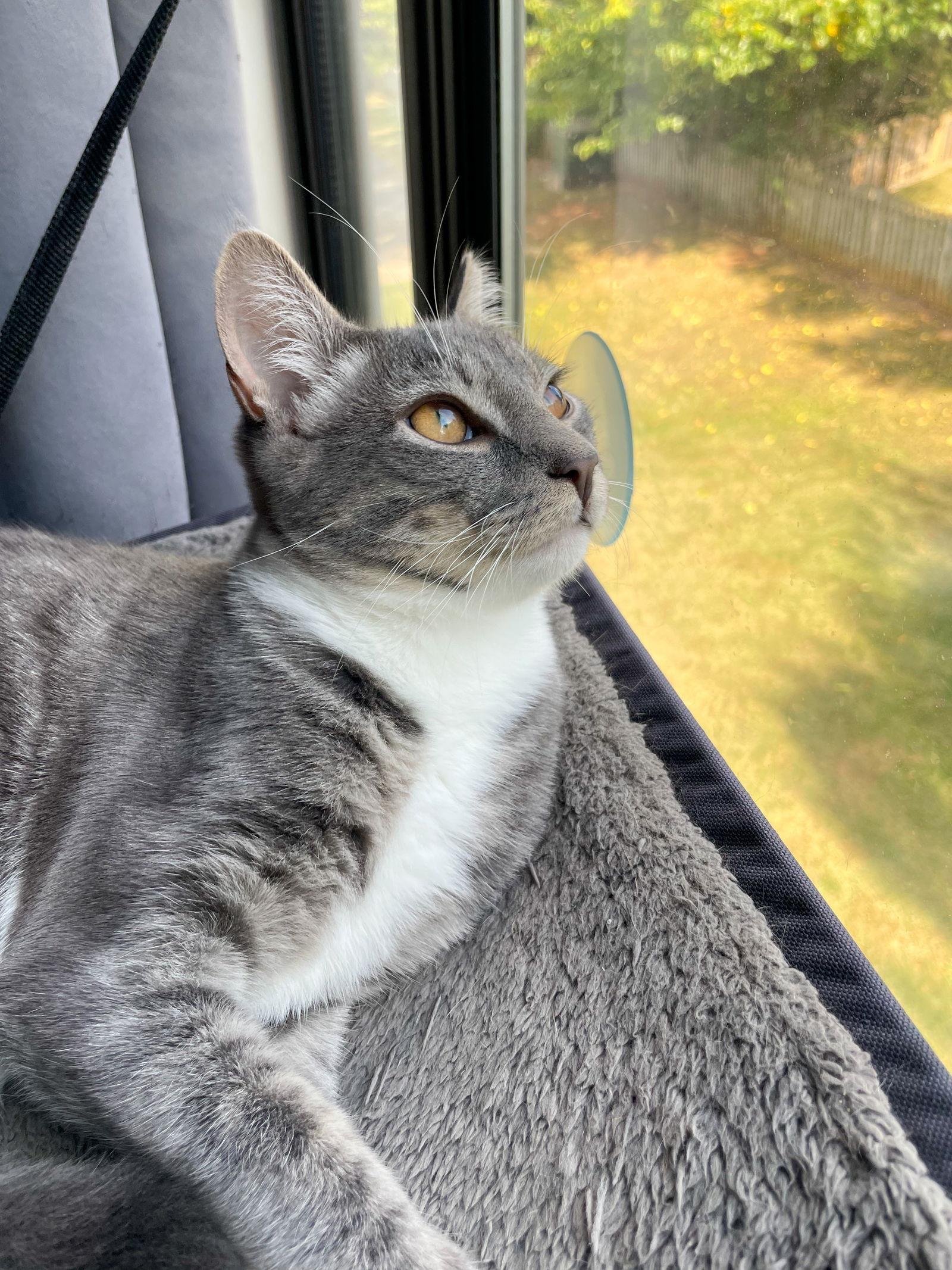 Enlarge Biscuit, a Adoptable Domestic Short Hair in Reston, VA image 3/3