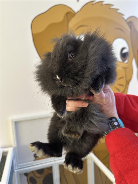 ATOM, Adoptable, Baby Female Lionhead.
