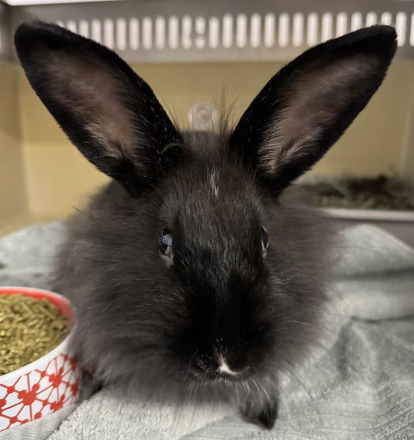 ATOM, Adoptable, Baby Female Lionhead.