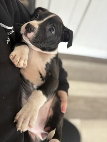 Enlarge Pickles- Female Puppy, an adopted American Bully in Sammamish, WA image 3/5