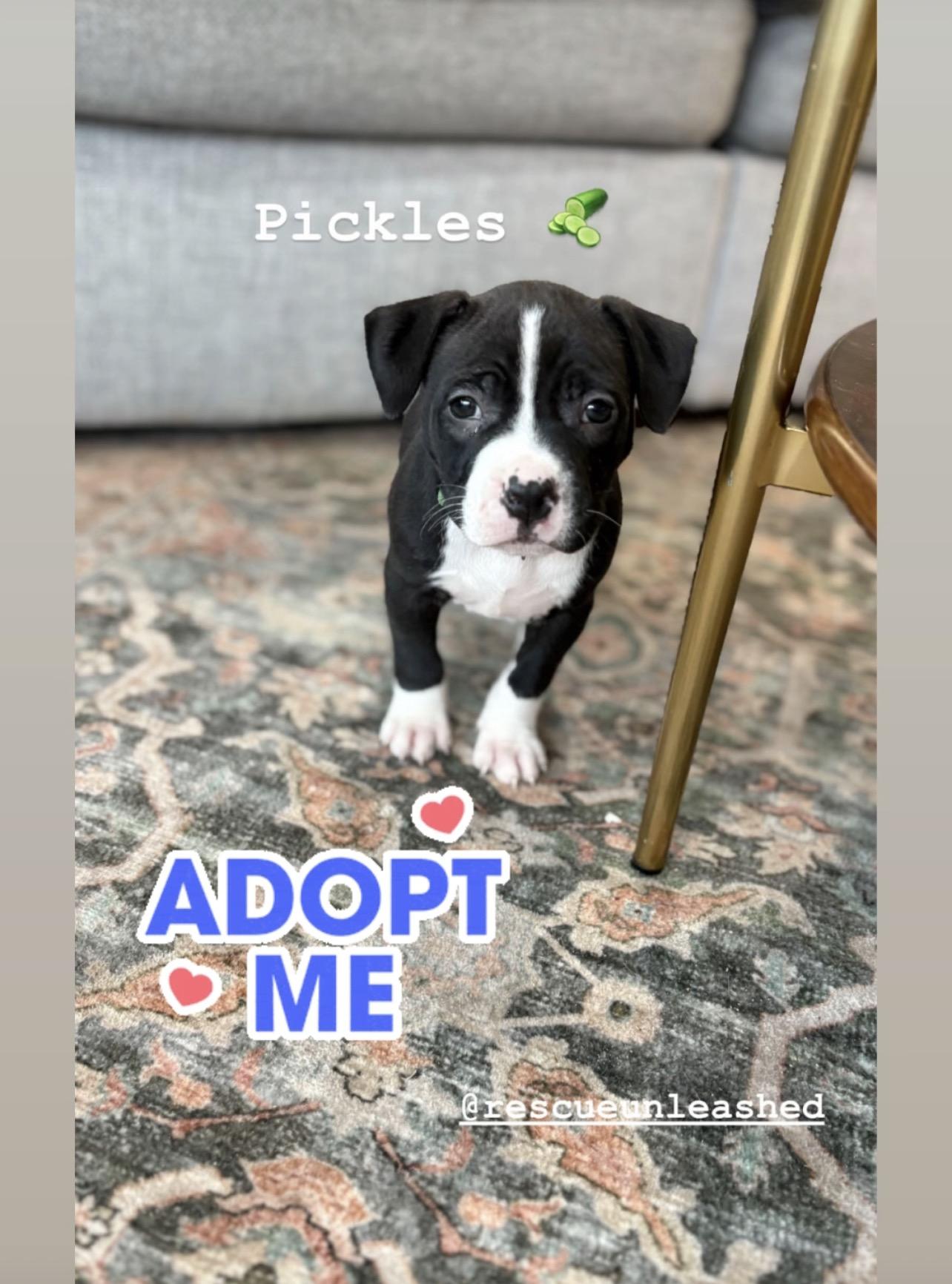 Pickles- Female Puppy, adopted, Puppy Female American Bully.