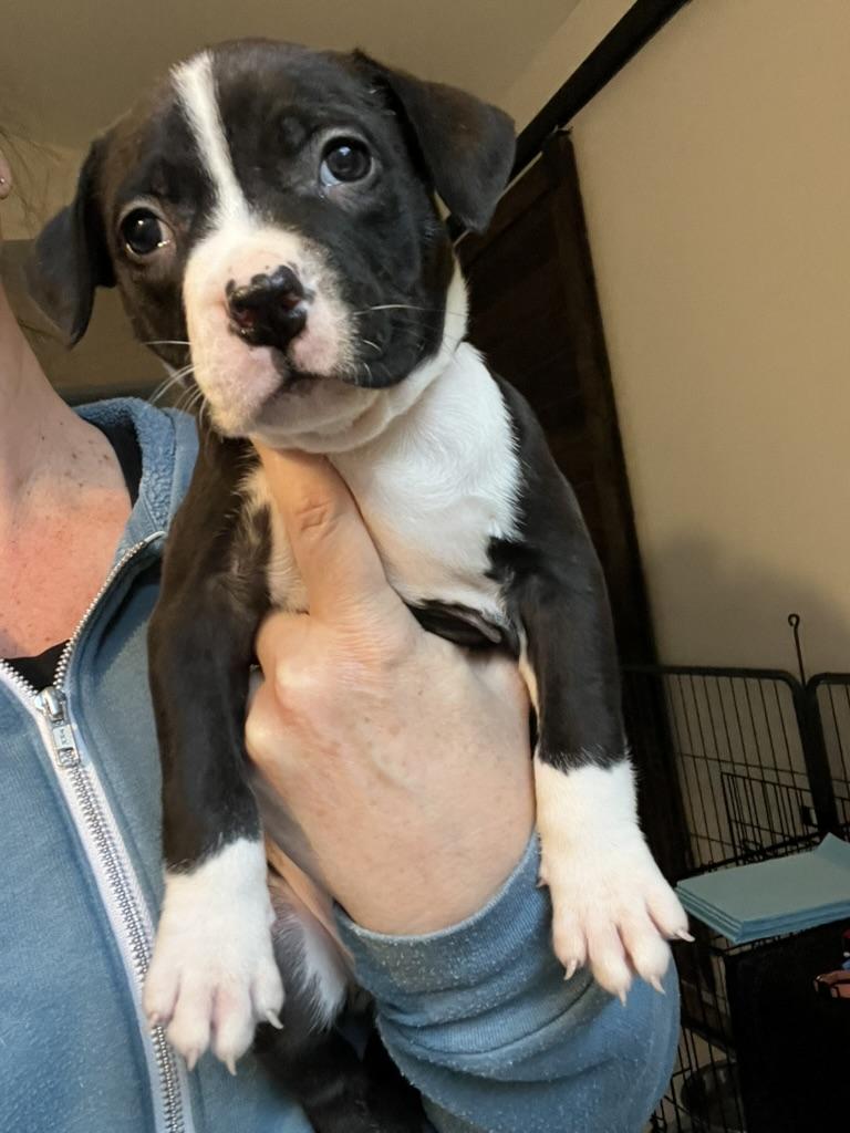 Enlarge Pickles- Female Puppy, an adopted American Bully in Sammamish, WA image 2/5