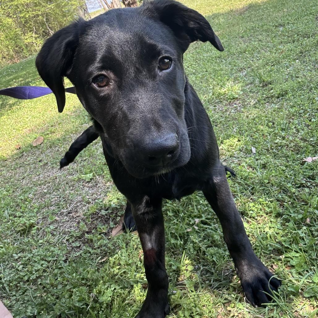 Enlarge Finn, a Adoptable mixed breed in Clanton, AL image 1/2