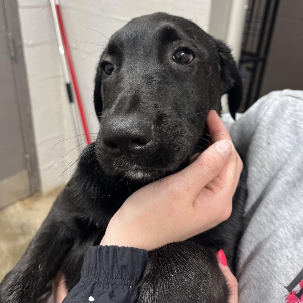 Enlarge Finn, a Adoptable mixed breed in Clanton, AL image 2/2