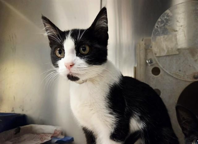 Enlarge SPONGEBOB, a Adoptable Domestic Short Hair in Martinez, CA image 1/1