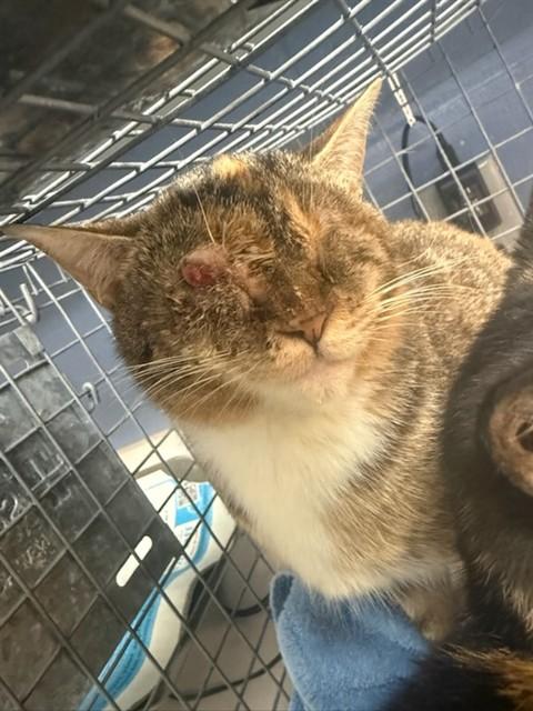 SESAME — thumbnail 2