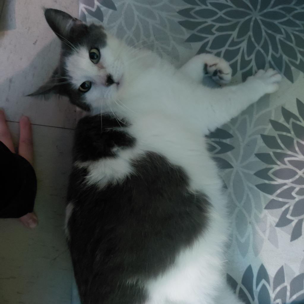 Purrari, Adoptable, Young Female Domestic Short Hair.