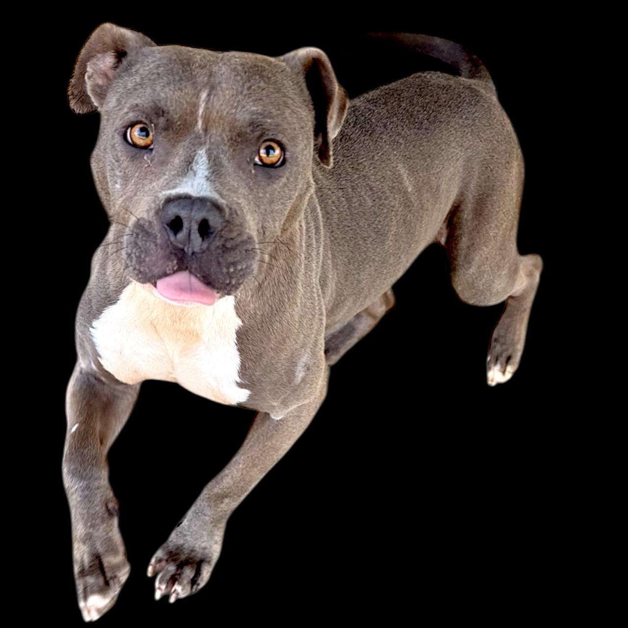 Poppy, Adoptable, Adult Female Bulldog.