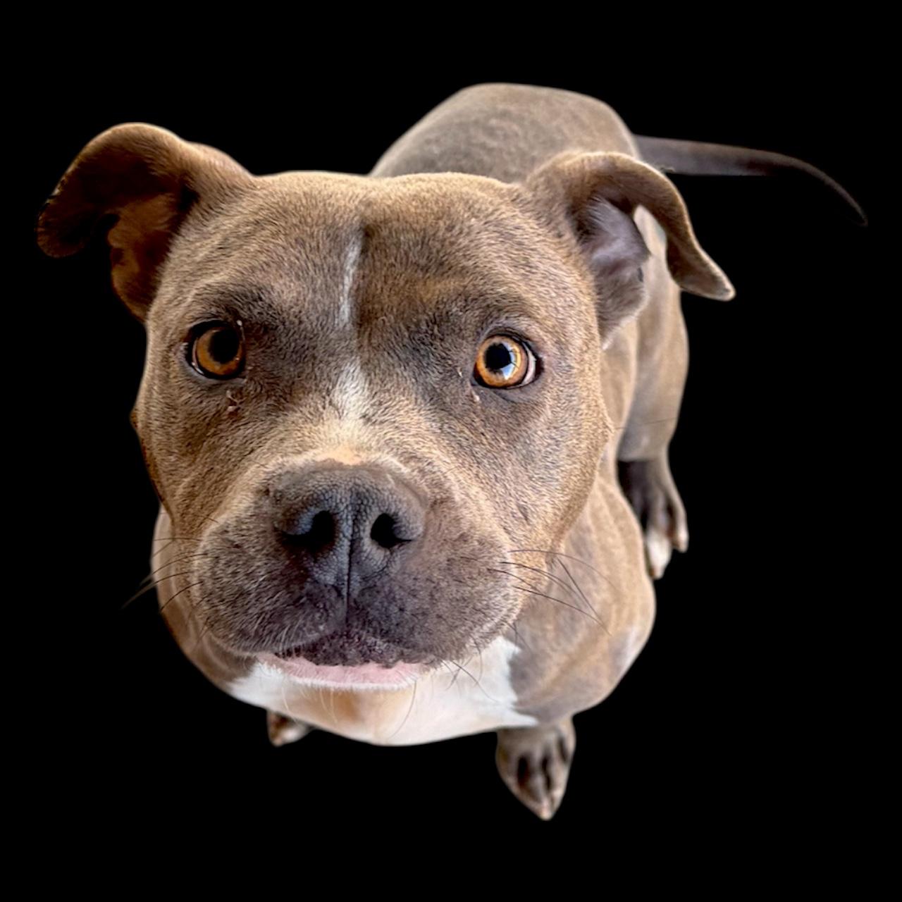 Enlarge Poppy, a Adoptable mixed breed in Troy, AL image 2/4