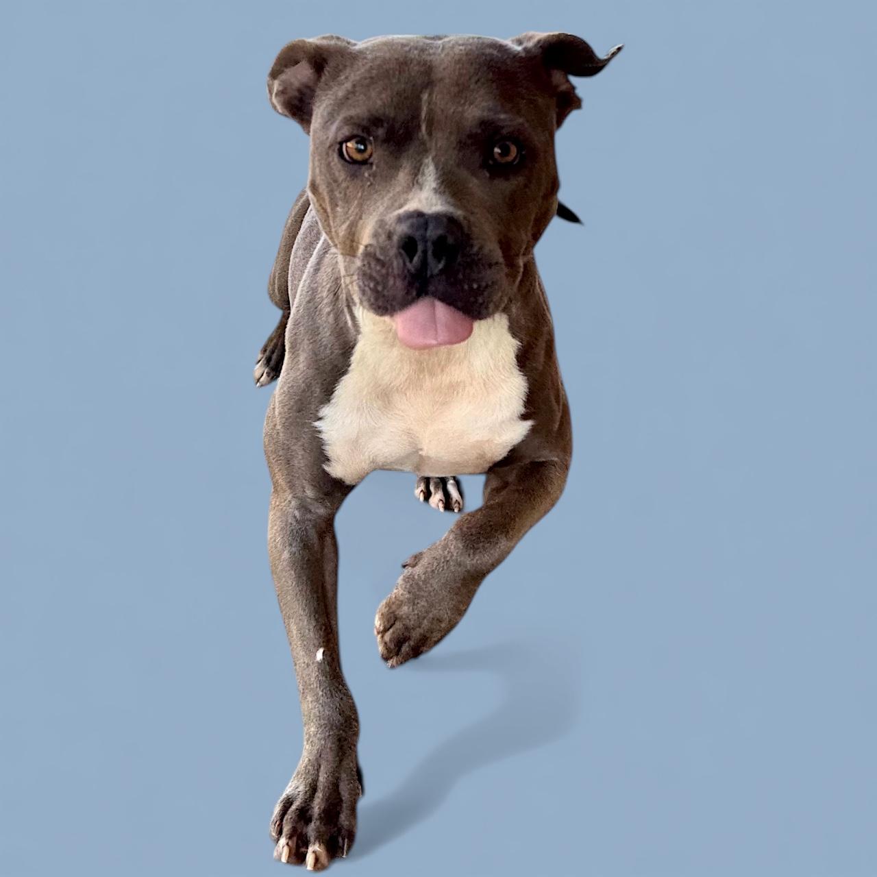 Enlarge Poppy, a Adoptable mixed breed in Troy, AL image 3/4