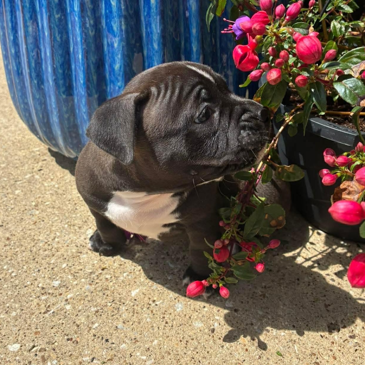 Cupcake, an adopted mixed breed in Belgrade, MT image 3/3