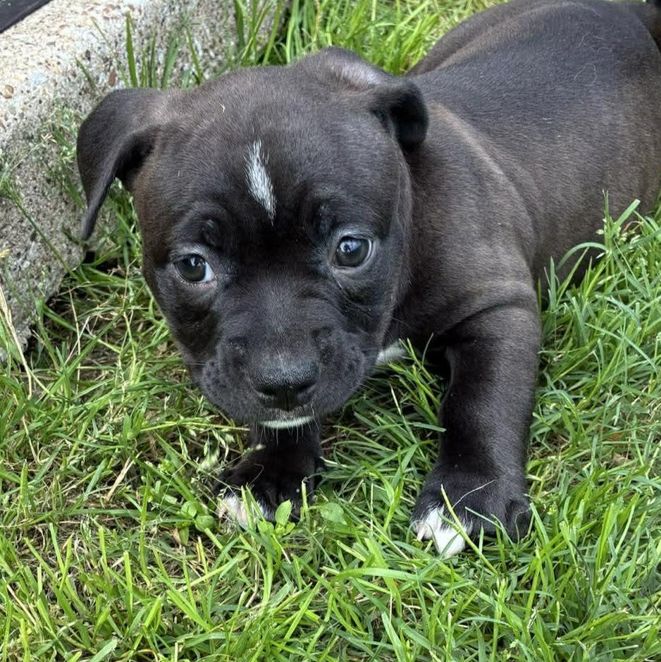 Cupcake, an adopted mixed breed in Belgrade, MT image 1/3