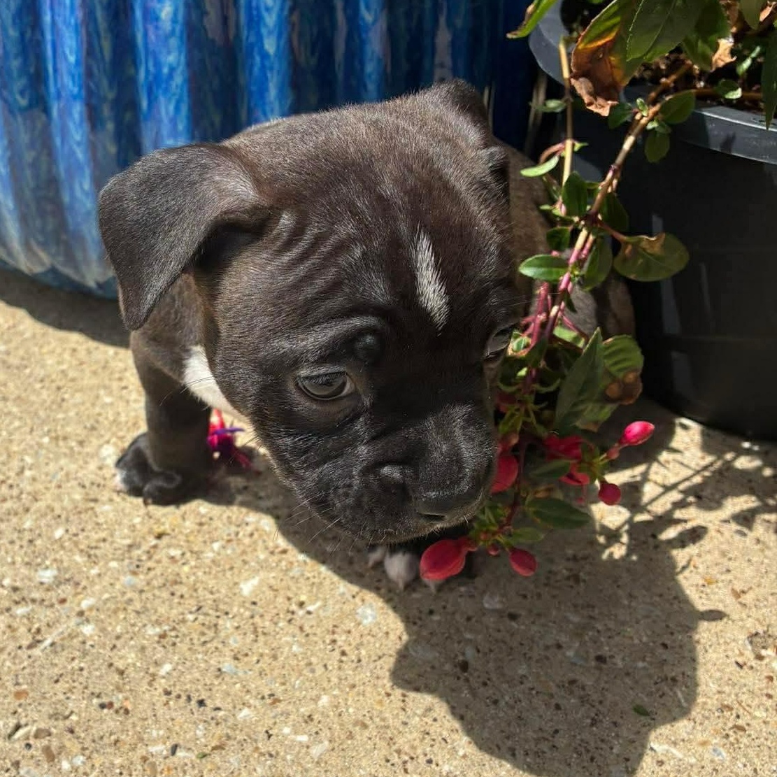 Cupcake, an adopted mixed breed in Belgrade, MT image 2/3