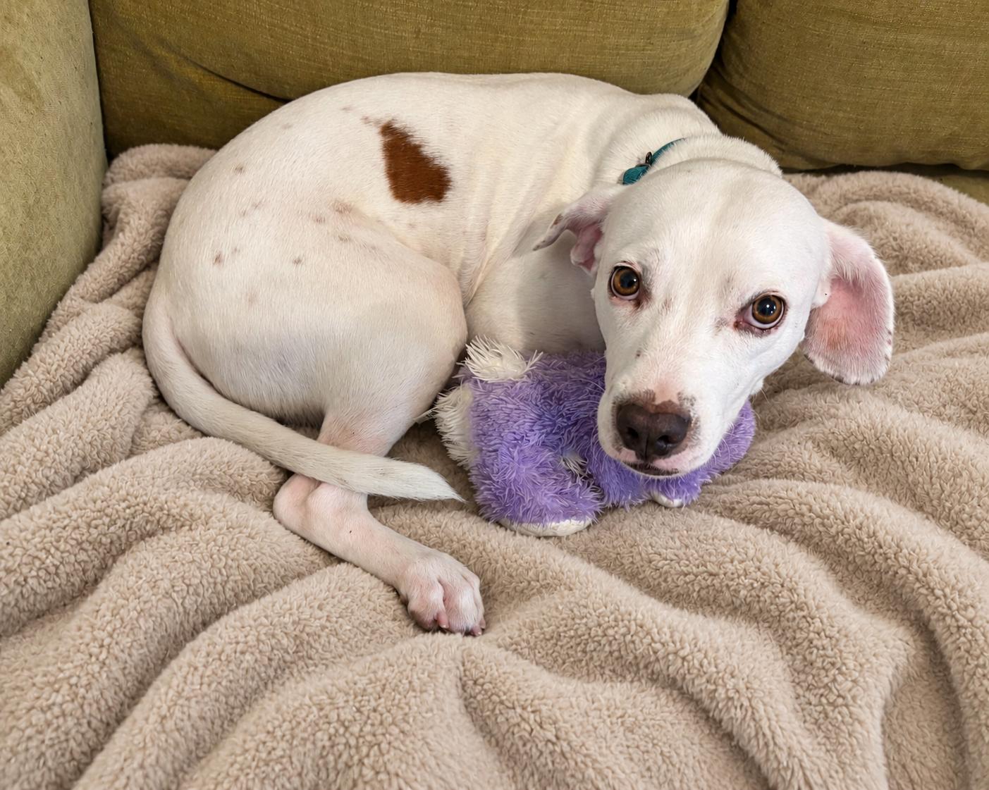 Enlarge Pistachio, a Adoptable Mixed Breed in Sudbury, MA image 1/3