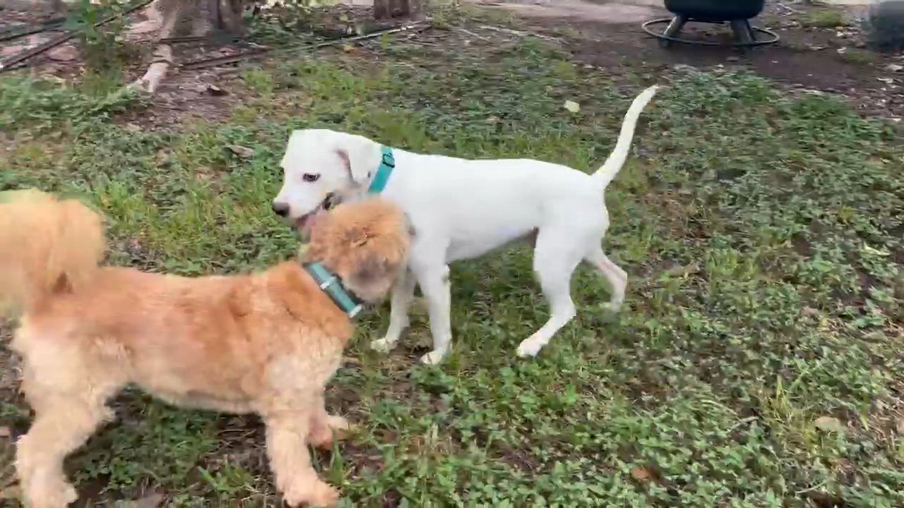 Enlarge Pistachio, a Adoptable Mixed Breed in Sudbury, MA video 3/3