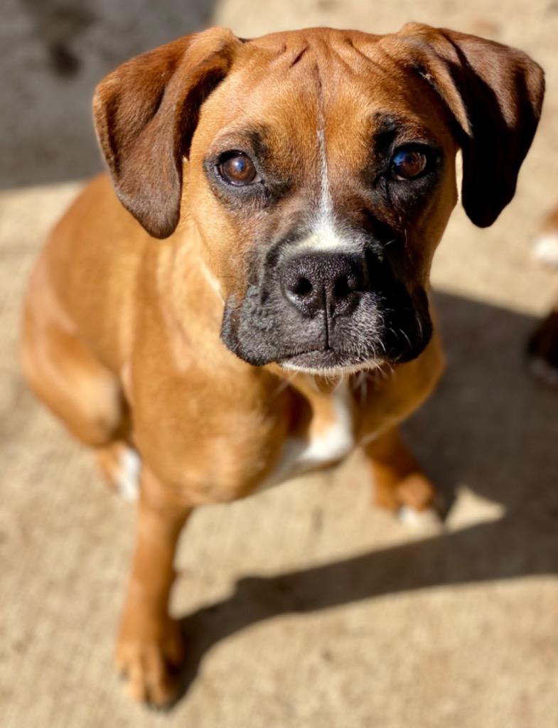 Sugar, Adopted, Young Female Boxer.