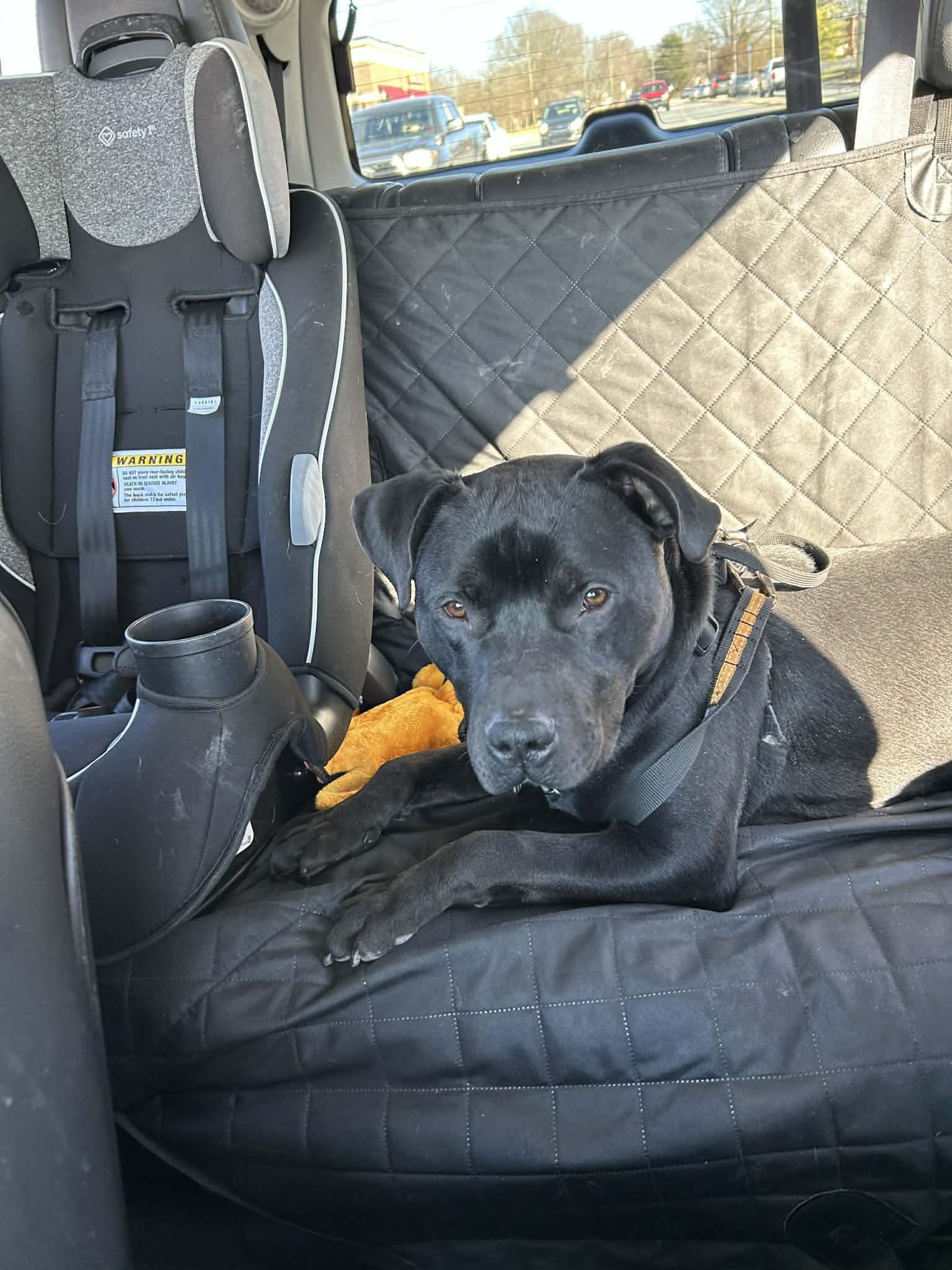 Enlarge Linus, a Adoptable Pit Bull Terrier in Greensboro, NC image 5/6
