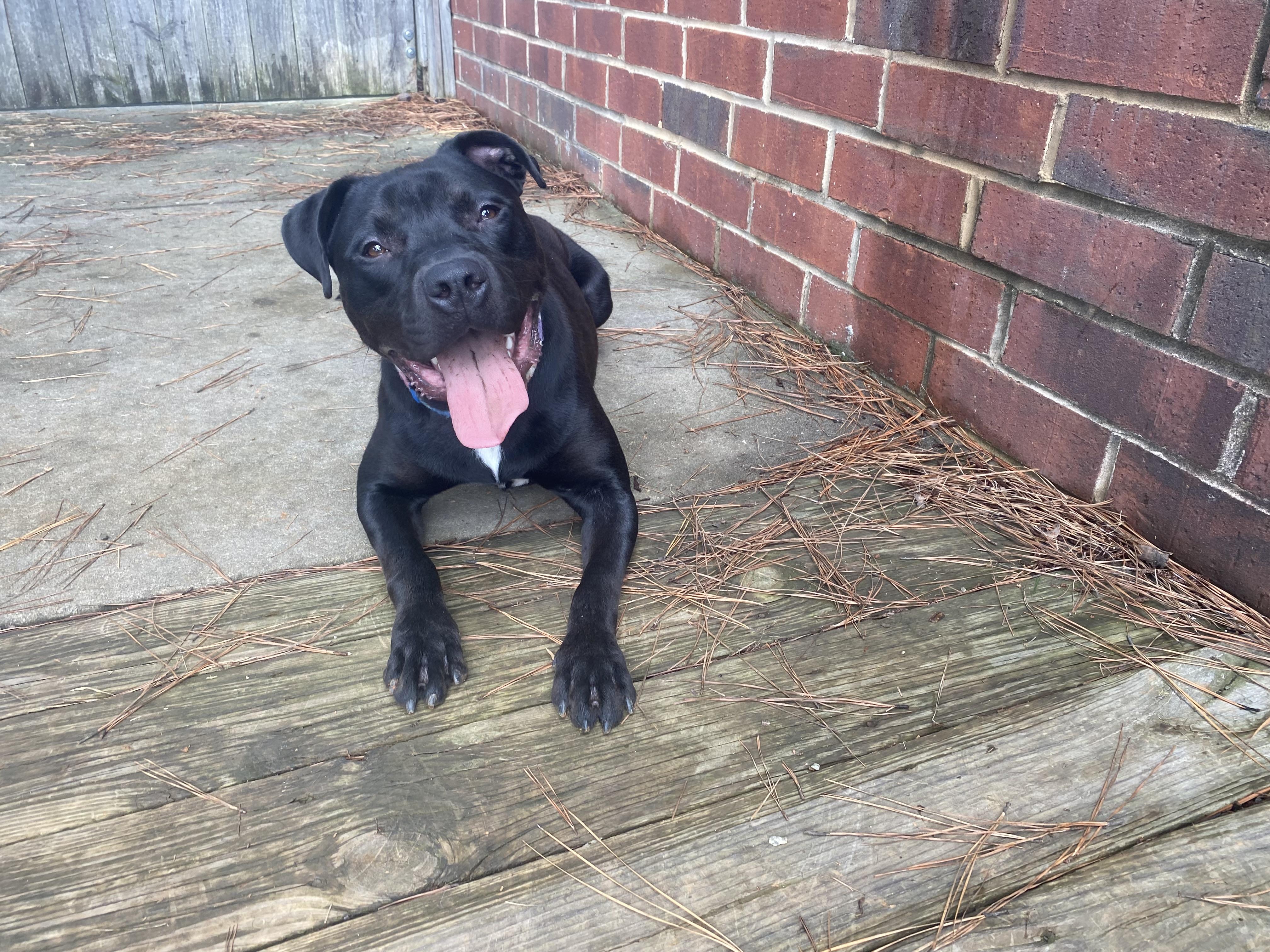Enlarge Linus, a Adoptable Pit Bull Terrier in Greensboro, NC image 5/5