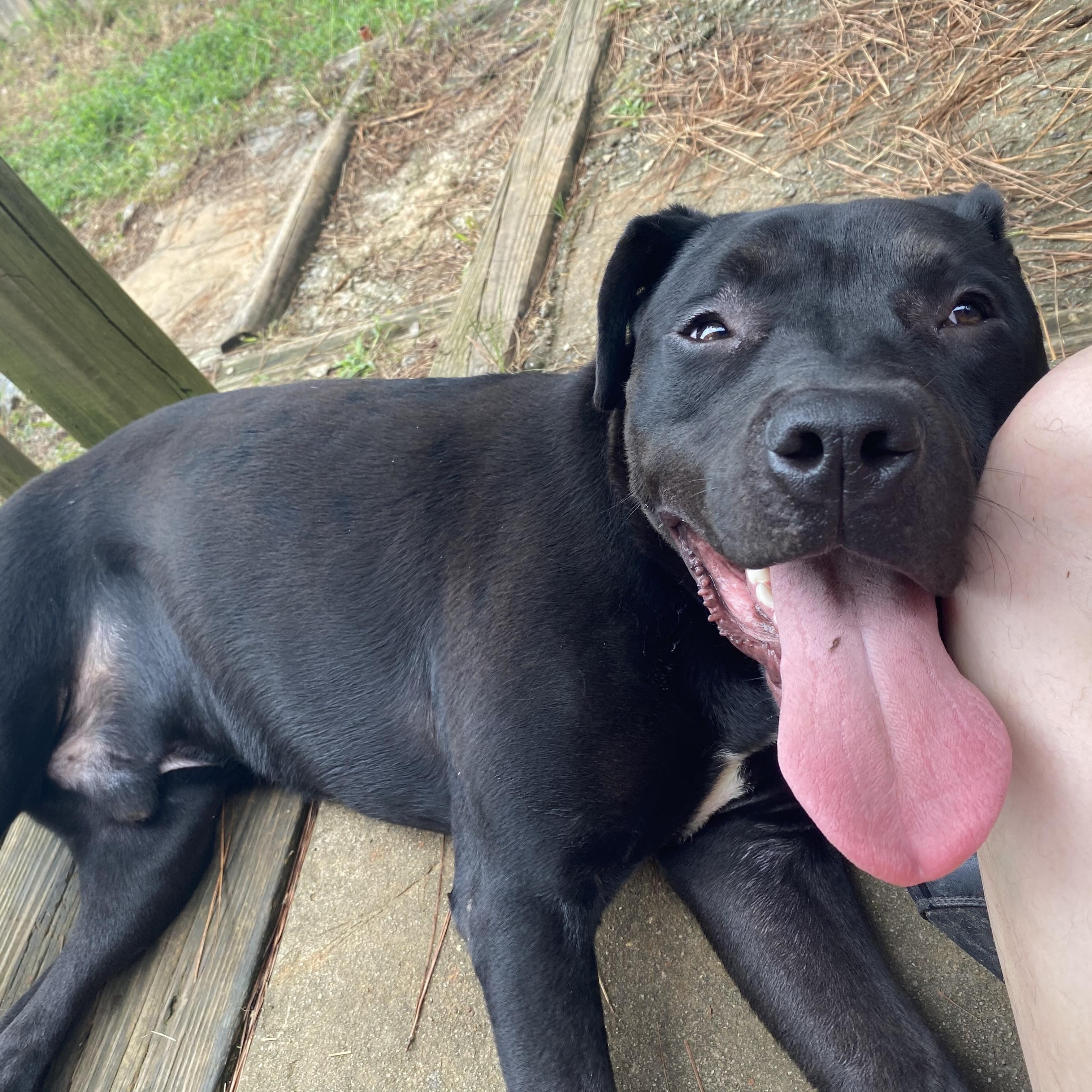 Linus, Adoptable, Young Male Pit Bull Terrier.