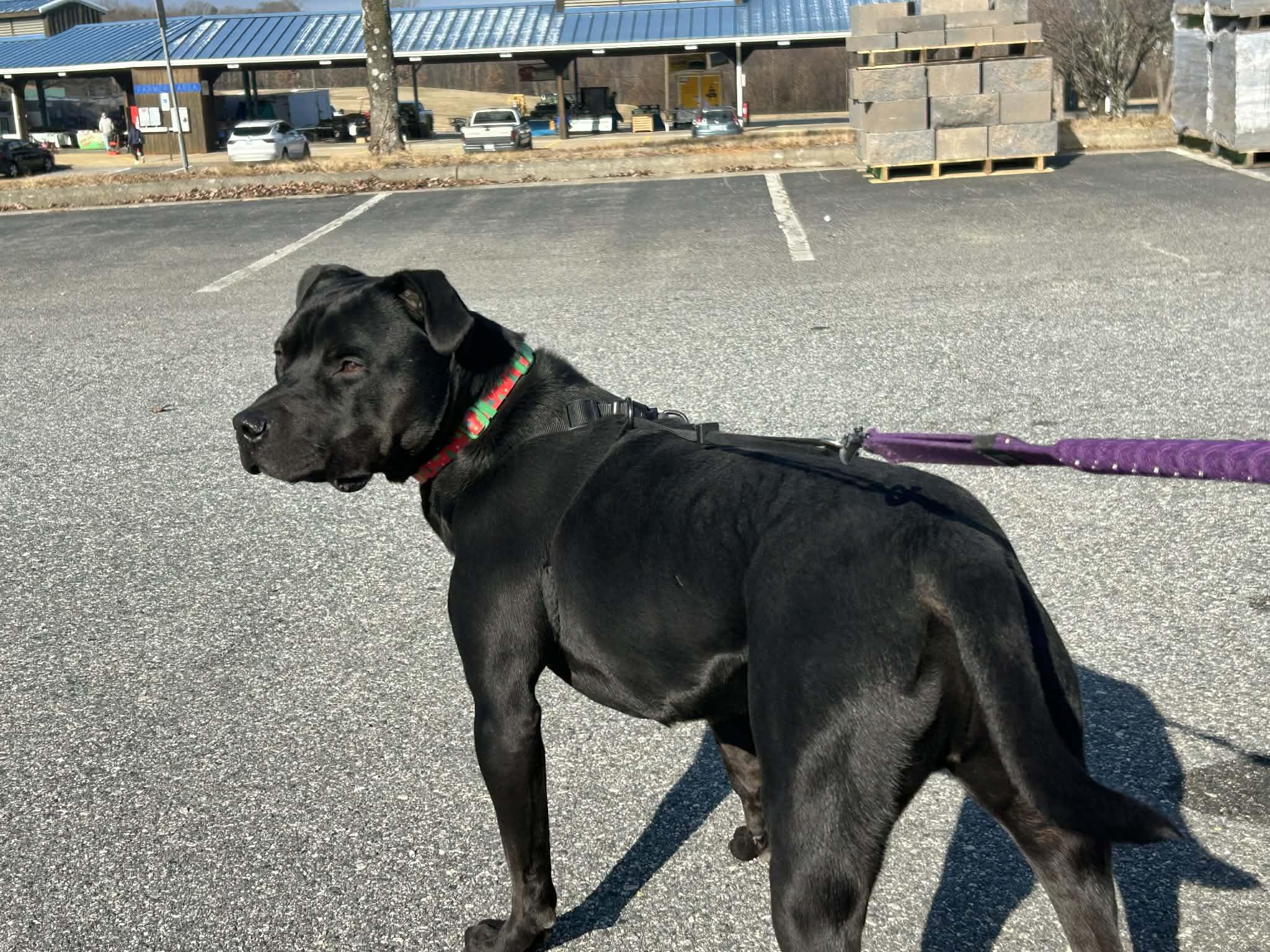 Enlarge Linus, a Adoptable Pit Bull Terrier in Greensboro, NC image 4/6