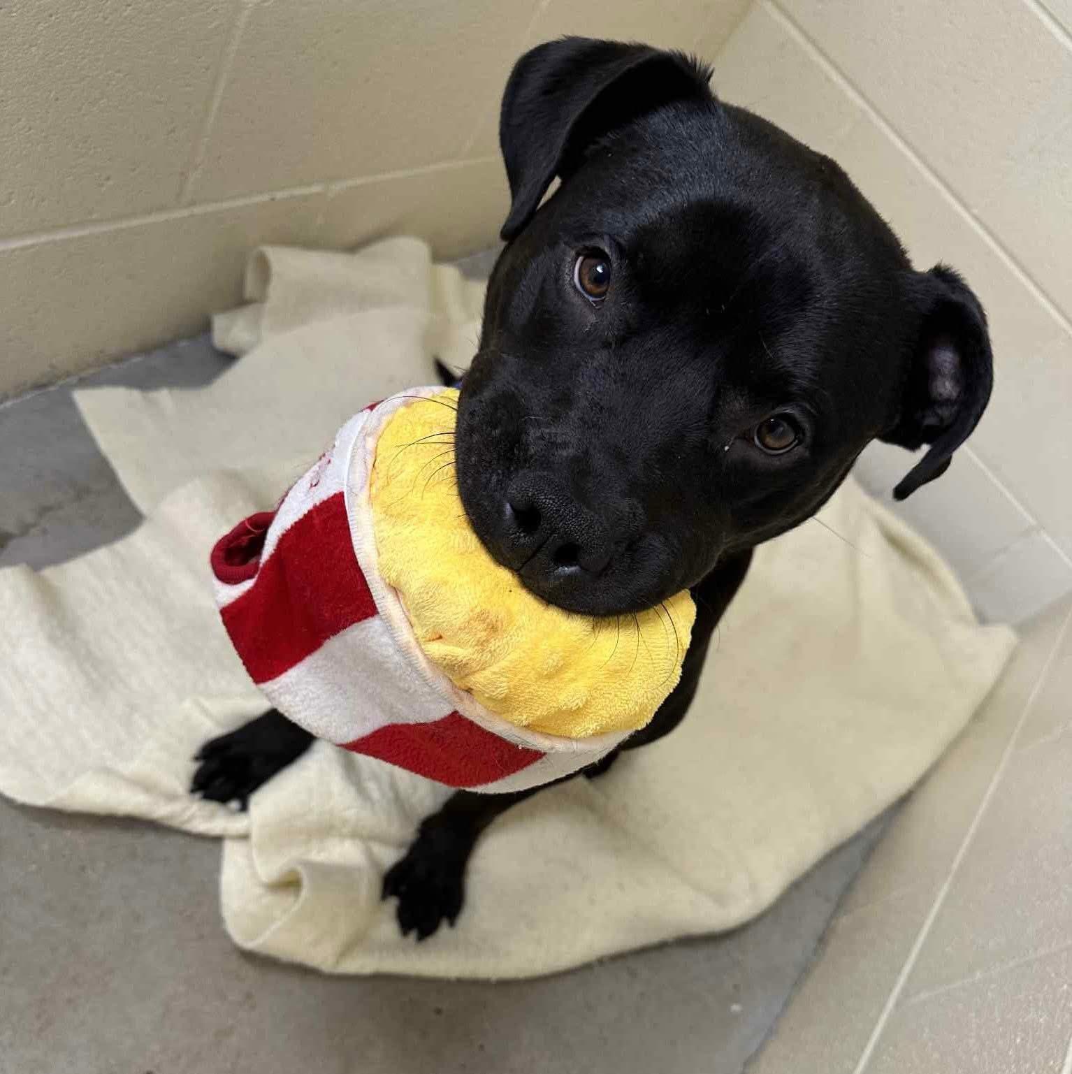 Enlarge Linus, a Adoptable Pit Bull Terrier in Greensboro, NC image 2/5