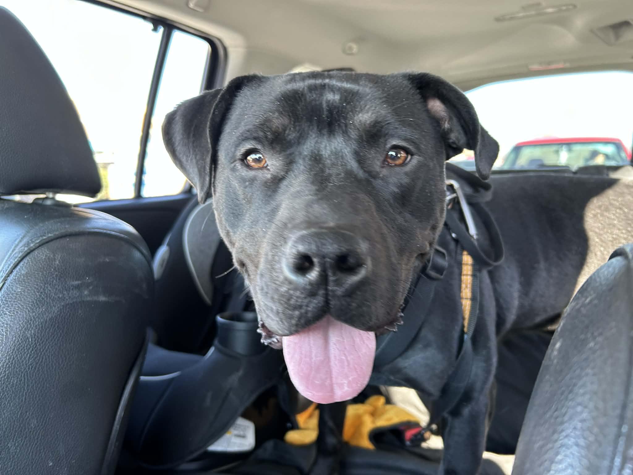 Linus, Adoptable, Young Male Pit Bull Terrier.