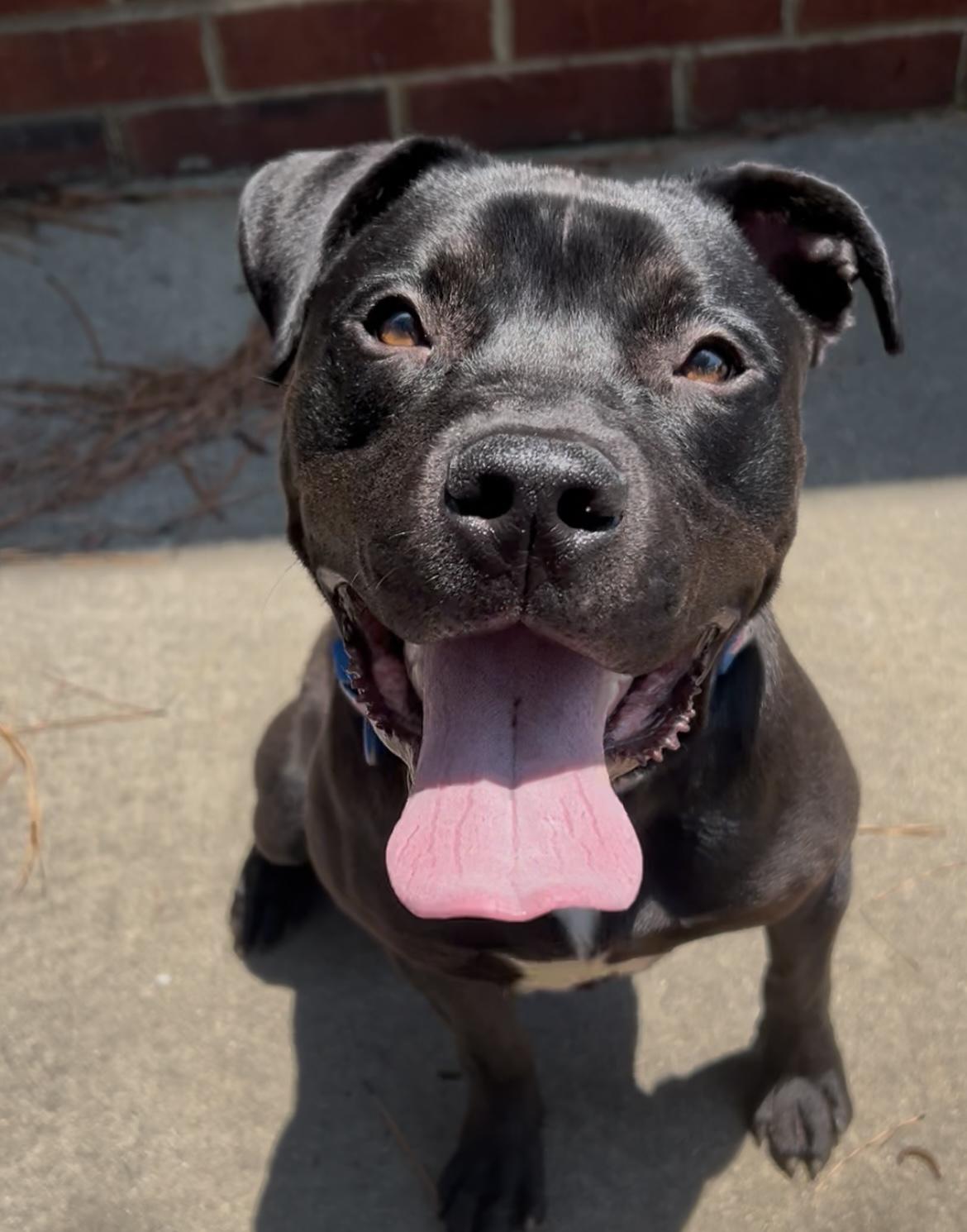 Enlarge Linus, a Adoptable Pit Bull Terrier in Greensboro, NC image 4/5