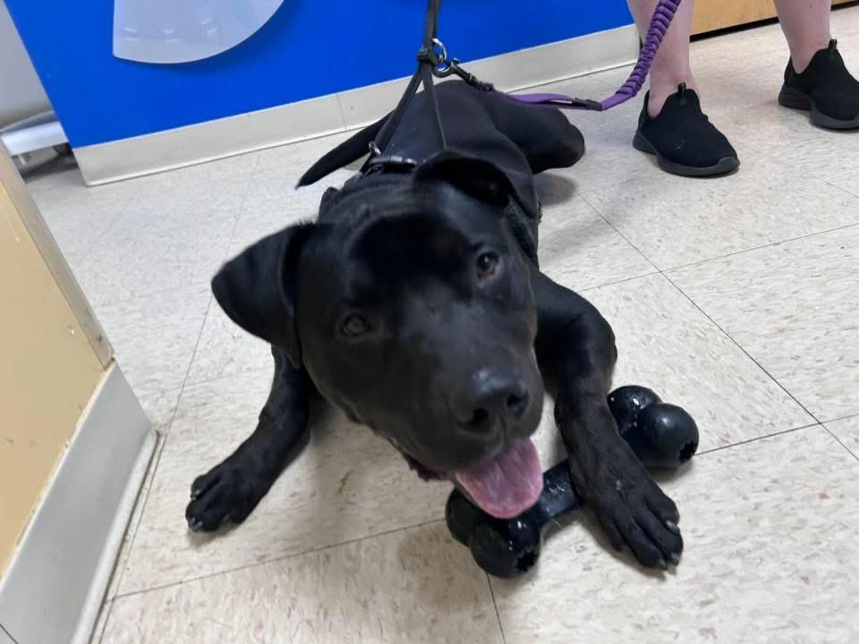Enlarge Linus, a Adoptable Pit Bull Terrier in Greensboro, NC image 6/6