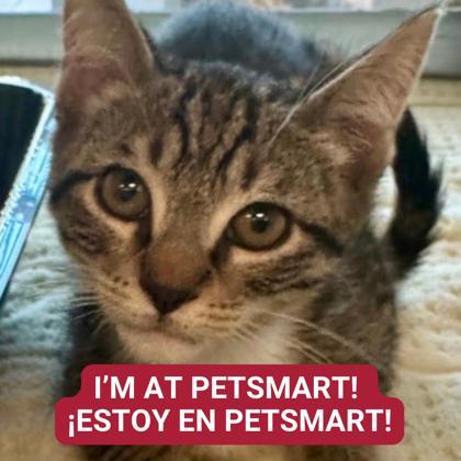 Ali, Adoptable, Kitten Male Domestic Short Hair & Domestic Short Hair.