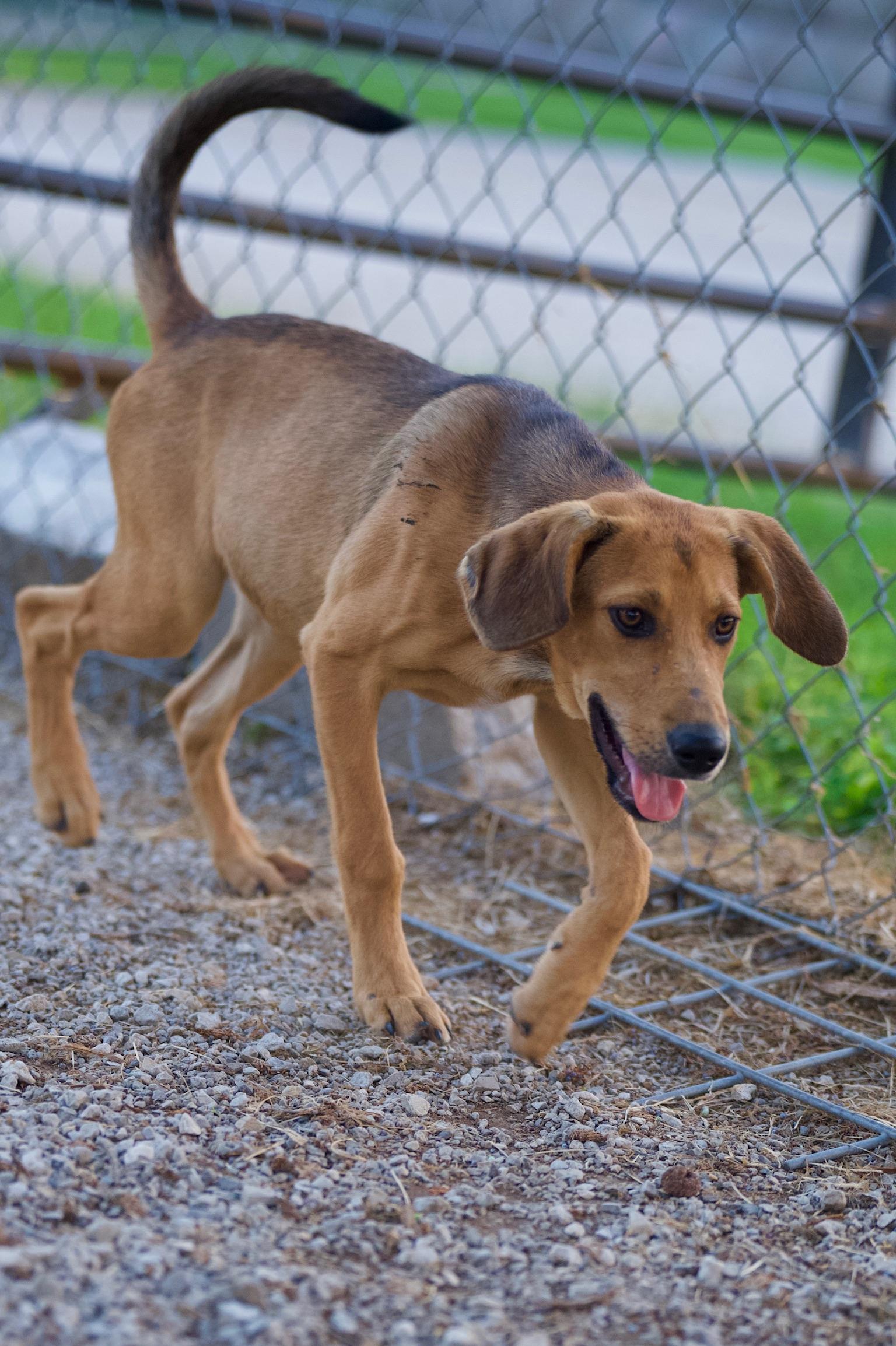 Enlarge Patty, a Adoptable mixed breed in Hiawatha, KS image 2/2