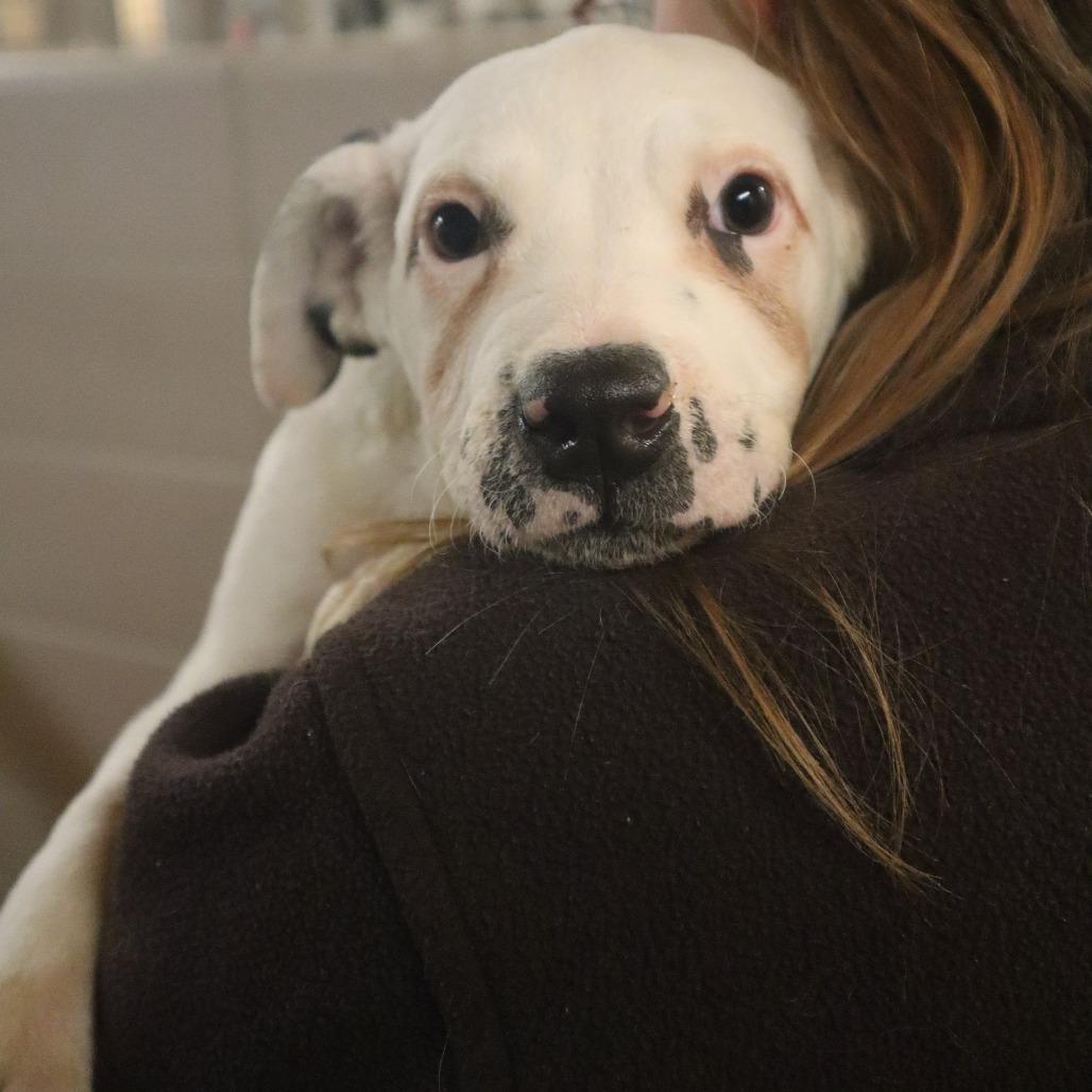 Dawn, Adoptable, Puppy Female Mixed Breed.