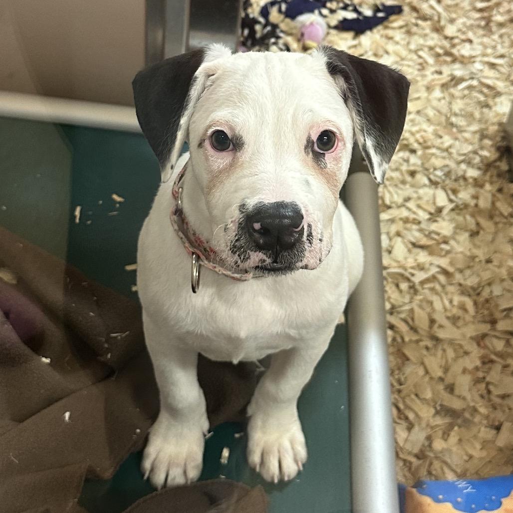 Enlarge Dawn, a Adoptable Mixed Breed in Waukesha, WI image 2/2