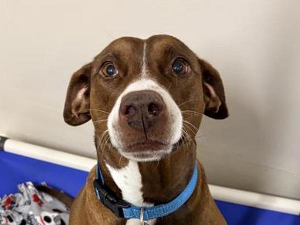 Callie, a Adoptable mixed breed in Portland, OR image 2/2