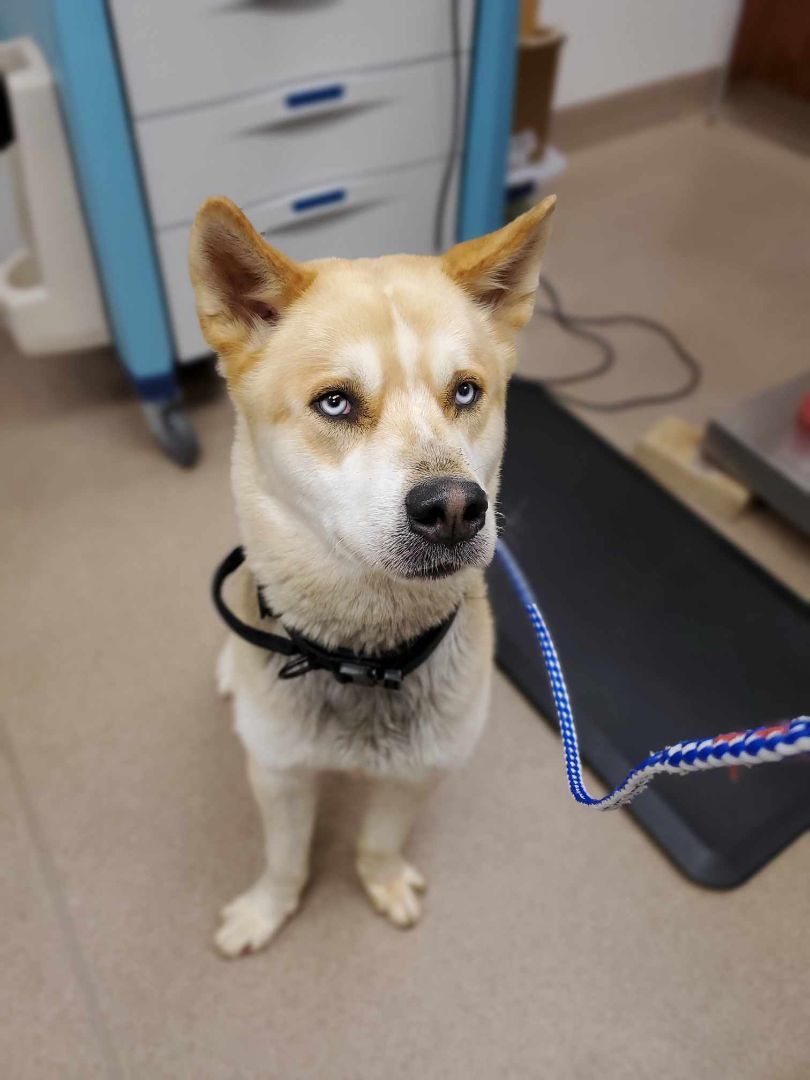 Dog for adoption Howlett, an Akita & Husky Mix in Chambersburg, PA