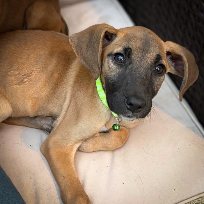 Munster, Adoptable, Puppy Female Mixed Breed.