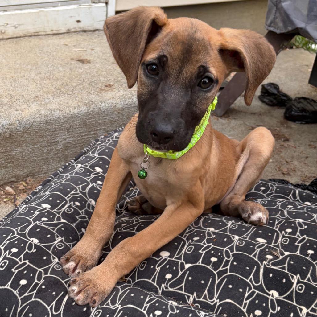 Munster, a Adoptable Mixed Breed in Raleigh, NC image 2/6