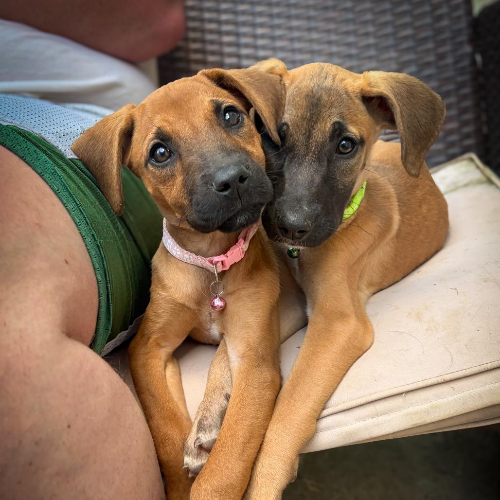 Munster, a Adoptable Mixed Breed in Raleigh, NC image 3/6