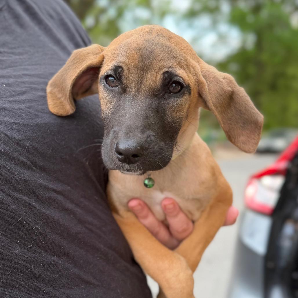 Munster, a Adoptable Mixed Breed in Raleigh, NC image 4/6
