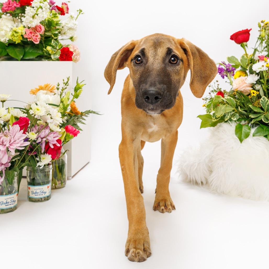 Munster, a Adoptable Mixed Breed in Raleigh, NC image 5/6