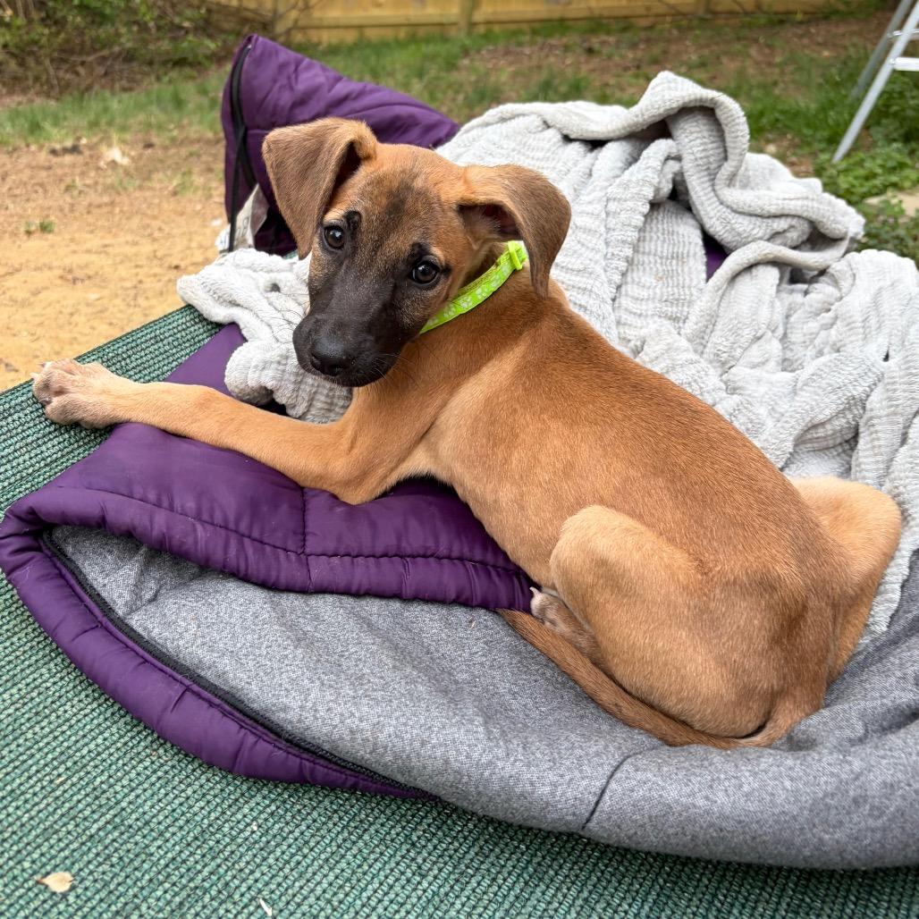 Munster, a Adoptable Mixed Breed in Raleigh, NC image 6/6