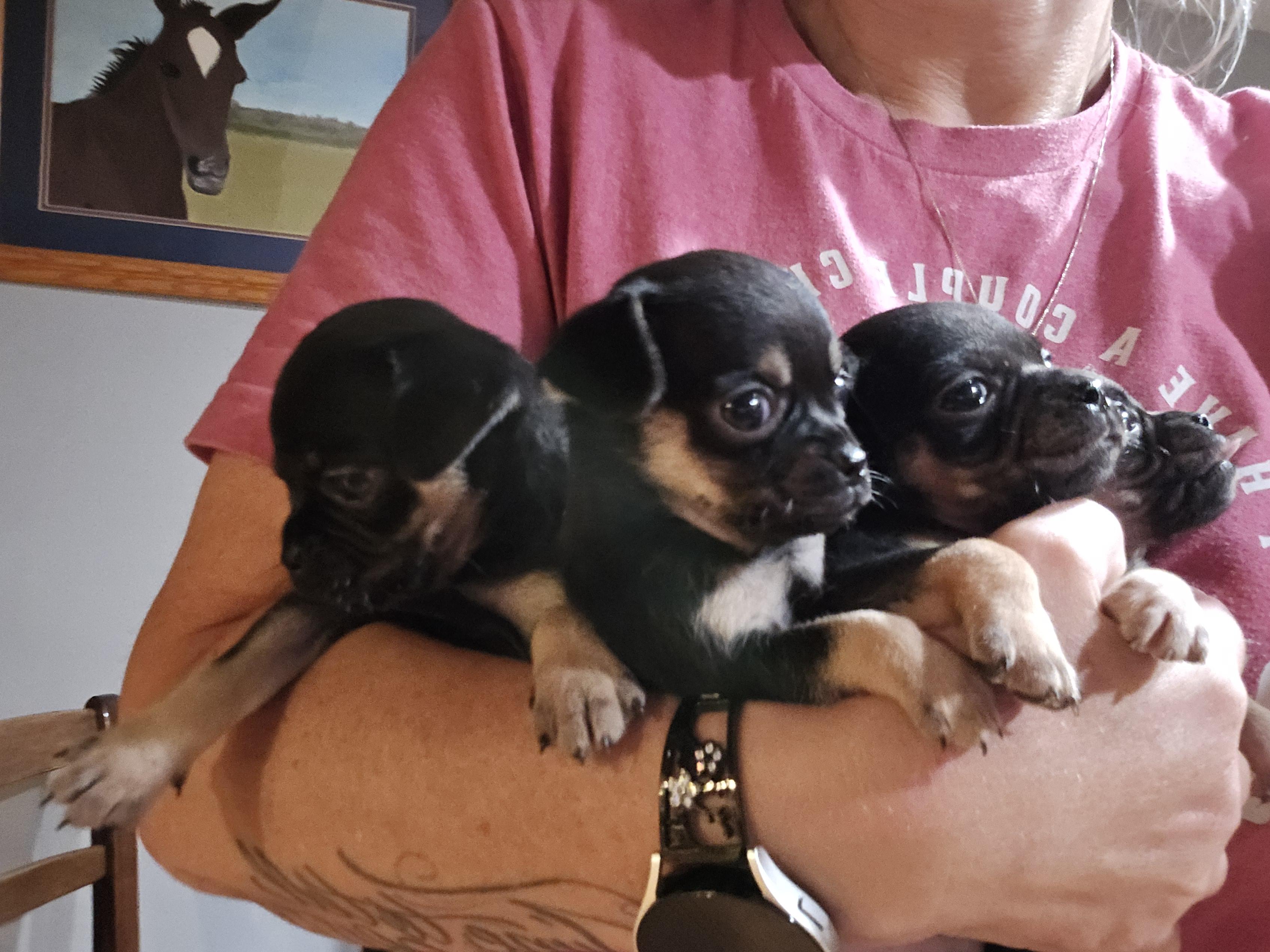 Zeva, Adopted, Puppy Female Chihuahua & Pug.