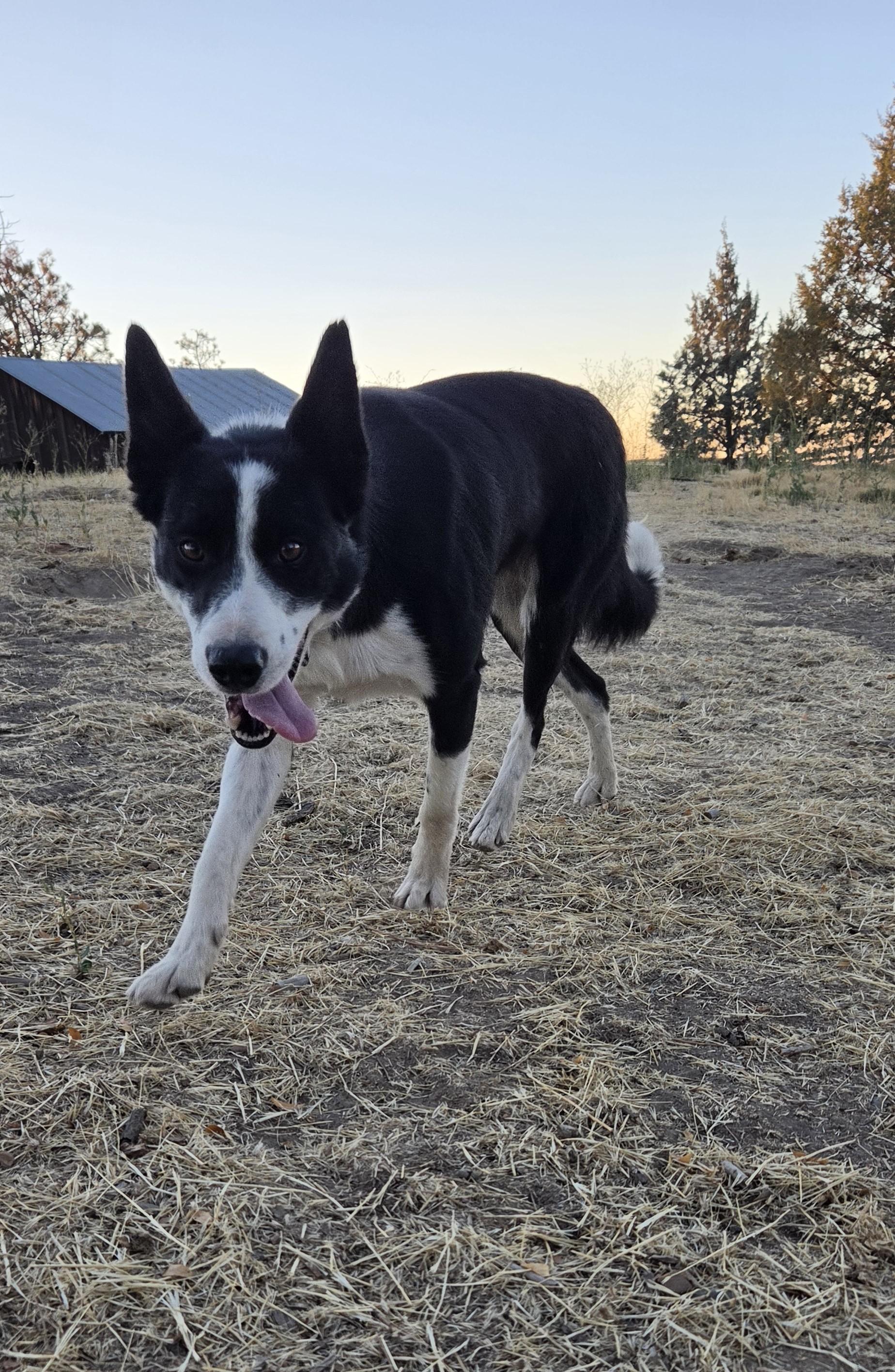Enlarge Jane, a Adopted Border Collie in Bend, OR image 6/6