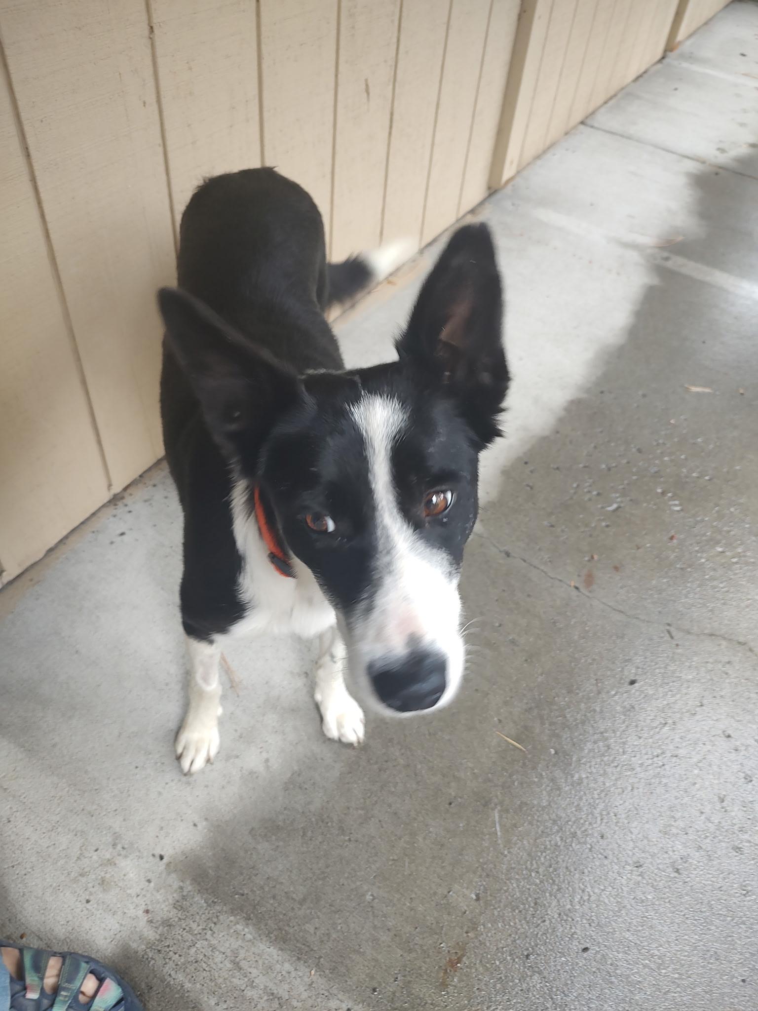 Jane, Adopted, Adult Female Border Collie.