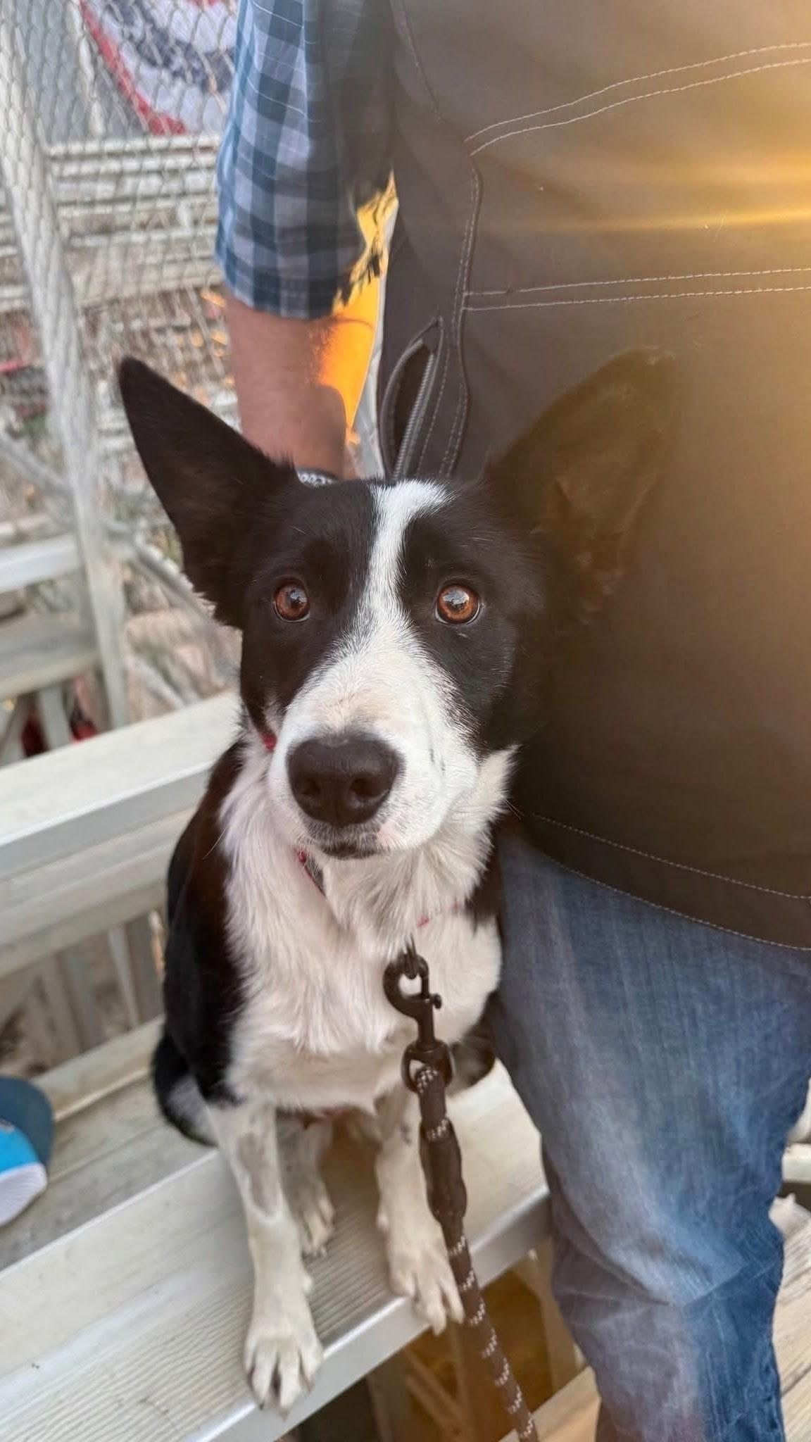 Enlarge Jane, a Adopted Border Collie in Bend, OR image 2/6
