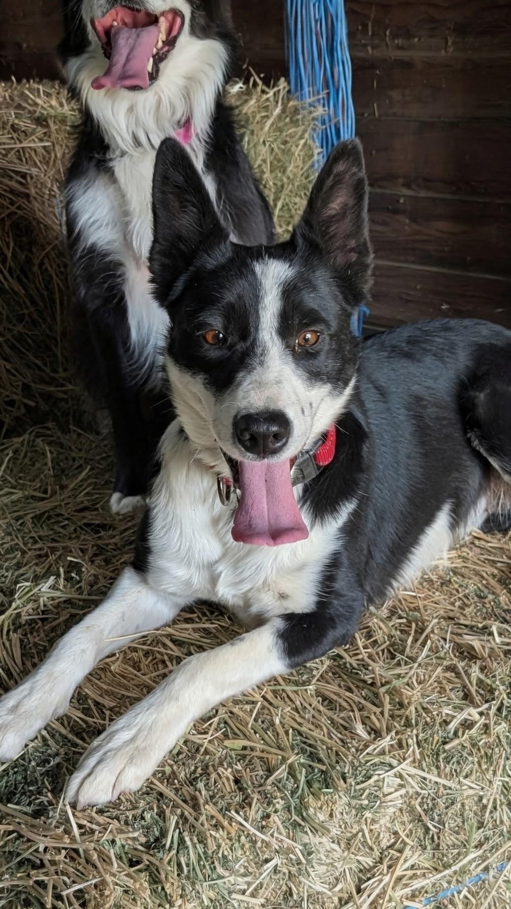 Enlarge Jane, a Adopted Border Collie in Bend, OR image 5/6