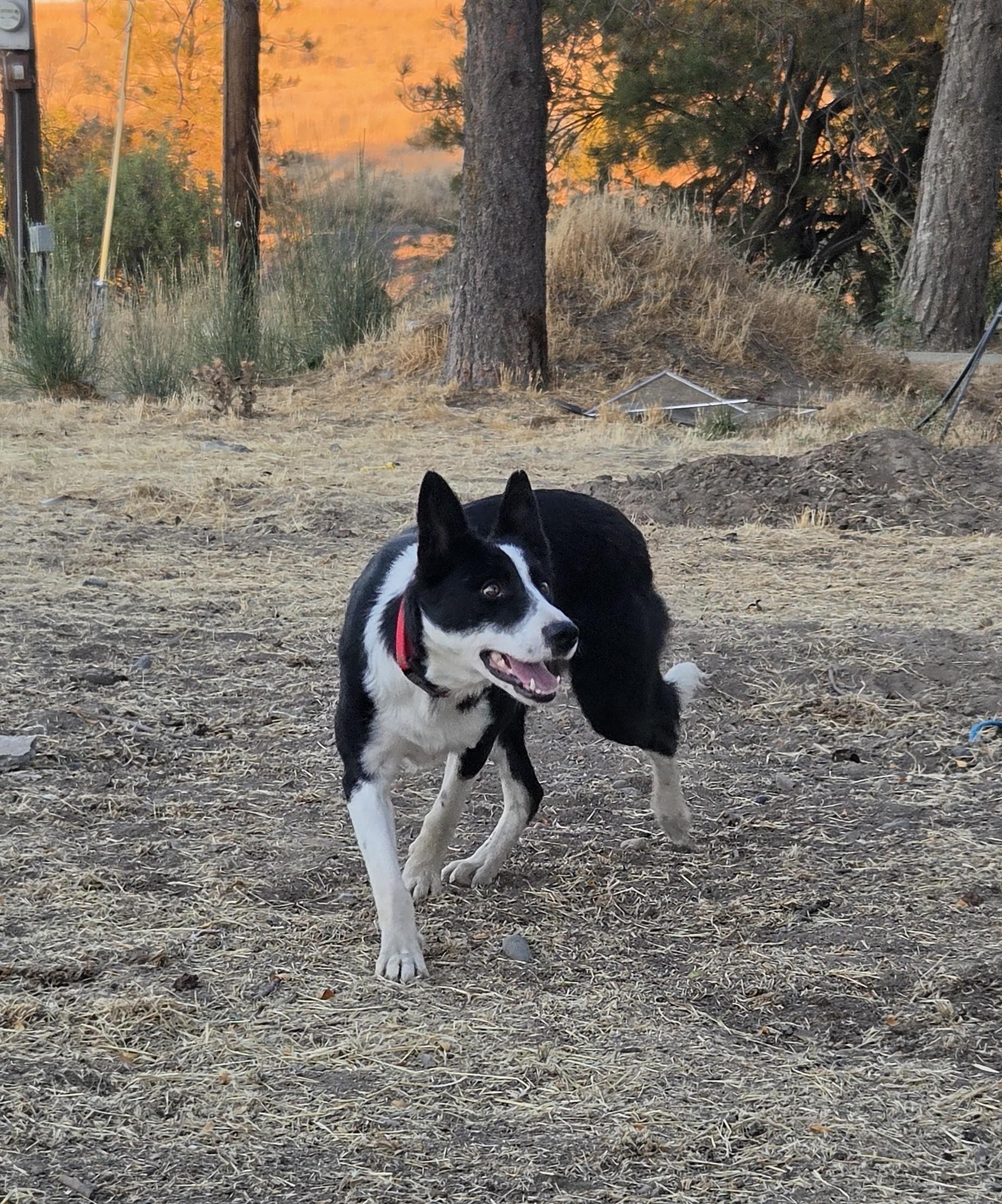 Enlarge Jane, a Adopted Border Collie in Bend, OR image 4/6