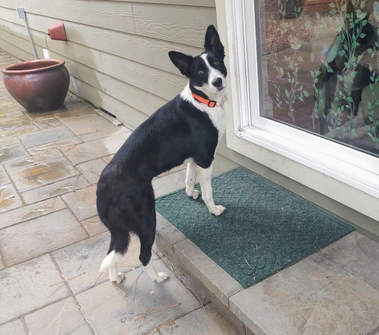 Enlarge Jane, a Adopted Border Collie in Bend, OR image 3/6